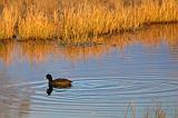 Swimming Coot_73332